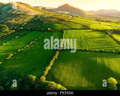 Vue aérienne de pâturages luxuriants sans fin et des terres agricoles de l'Irlande. Belle campagne irlandaise avec le vert émeraude des champs et prairies. Paysage rural sur s Banque D'Images