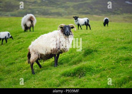 Marqués avec des moutons pâturage colorant colorés dans de verts pâturages. Moutons et agneaux bébé adultes alimentation dans des prés verts de l'Irlande. Banque D'Images