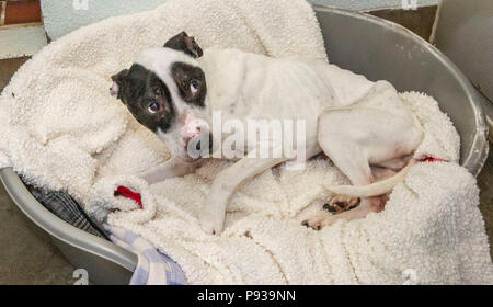 Chien de sauvetage après avoir pris soin de Banque D'Images