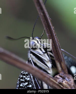 Grand arbre papillon nymphe (idée leuconoe) Banque D'Images