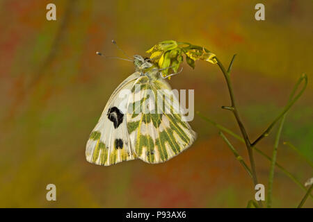 Un livre blanc de Becker, papillon, sur un Pontia beckerii wildflower dans la cuisse de désert le centre de l'Oregon. Banque D'Images