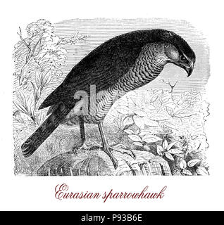 Gravure de vintage noir, petit eurasien oiseau de proie attraper de petits oiseaux et de vivre dans les bois.Il a peu de larges ailes et sa longue queue. Banque D'Images