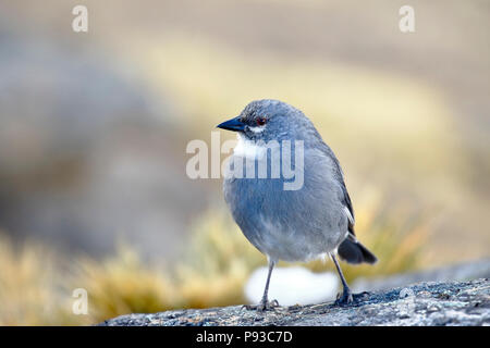 White-winged Diuca Diuca speculifera (Finch) prises dans la liberté Banque D'Images