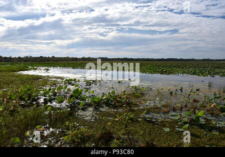 Nénuphars flottant sur l'eau. Mamukala Wetlands en saison sèche sur un jour nuageux. Ce lieu permet aux ornithologues amateurs pour voir une étonnante variété de b Banque D'Images