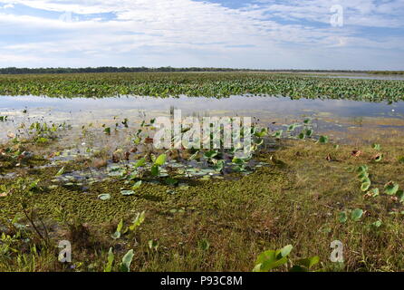 Nénuphars flottant sur l'eau. Mamukala Wetlands en saison sèche sur un jour nuageux. Ce lieu permet aux ornithologues amateurs pour voir une étonnante variété de b Banque D'Images