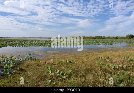 Nénuphars flottant sur l'eau. Mamukala Wetlands en saison sèche sur un jour nuageux. Ce lieu permet aux ornithologues amateurs pour voir une étonnante variété de b Banque D'Images