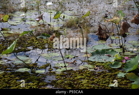 Nénuphars flottant sur l'eau. Mamukala Wetlands en saison sèche sur un jour nuageux. Ce lieu permet aux ornithologues amateurs pour voir une étonnante variété de b Banque D'Images