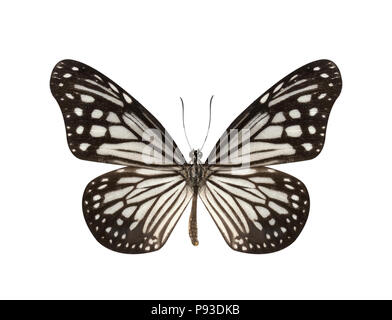 Beau papillon noir et blanc isolé sur fond blanc Banque D'Images