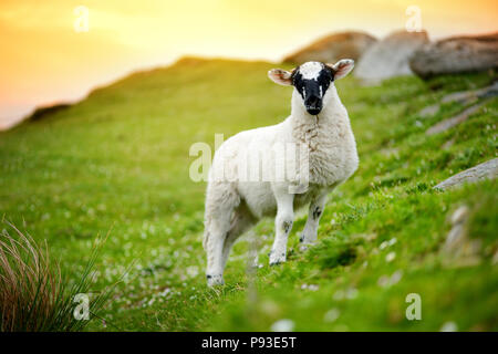 Marqués avec des moutons pâturage colorant colorés dans de verts pâturages. Moutons et agneaux bébé adultes alimentation dans des prés verts de l'Irlande. Banque D'Images