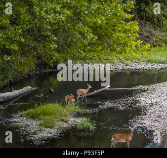 N'cerf avec leur stand dans les faons creek en soirée Banque D'Images
