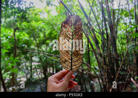 Main tenant une feuille d'érable avec de la fumée dans le soleil. Leaf dans la main dans la forêt. Banque D'Images