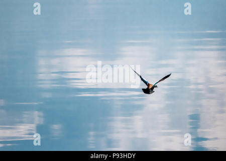 Canard solitaire survolant une lakewings bleu calme Banque D'Images