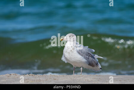 European herring gull Banque D'Images