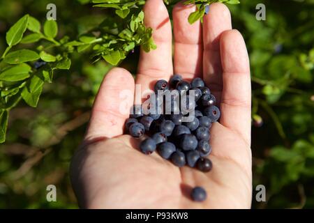 La cueillette ou la collecte de produits frais bio myrtilles mûres sur le buisson avec des feuilles vertes en été, Close up avec la main Banque D'Images