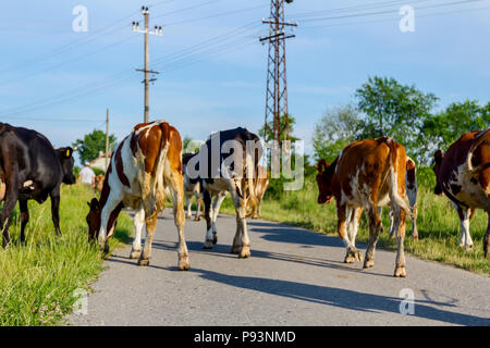 Deux bergers sont la conduite d'un troupeau de bêtes de vaches domestiques accueil à la grange après le pâturage sur la route d'asphalte dans le village. Banque D'Images