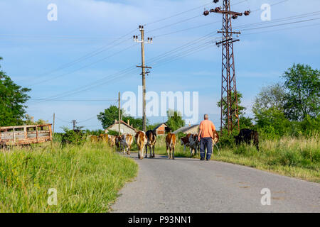 Deux bergers sont la conduite d'un troupeau de bêtes de vaches domestiques accueil à la grange après le pâturage sur la route d'asphalte dans le village. Banque D'Images