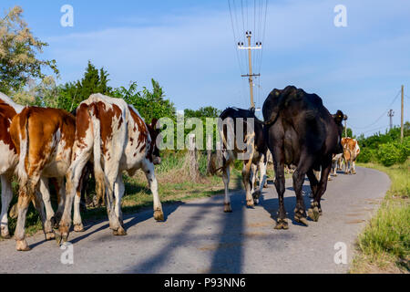 Deux bergers sont la conduite d'un troupeau de bêtes de vaches domestiques accueil à la grange après le pâturage sur la route d'asphalte dans le village. Banque D'Images