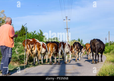 Deux bergers sont la conduite d'un troupeau de bêtes de vaches domestiques accueil à la grange après le pâturage sur la route d'asphalte dans le village. Banque D'Images