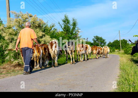 Deux bergers sont la conduite d'un troupeau de bêtes de vaches domestiques accueil à la grange après le pâturage sur la route d'asphalte dans le village. Banque D'Images