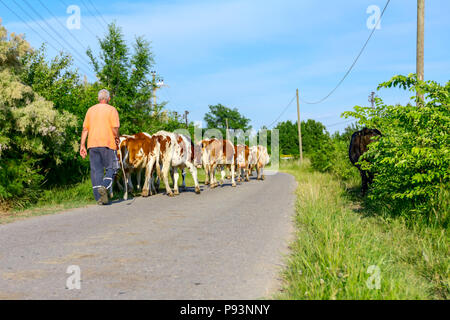 Deux bergers sont la conduite d'un troupeau de bêtes de vaches domestiques accueil à la grange après le pâturage sur la route d'asphalte dans le village. Banque D'Images