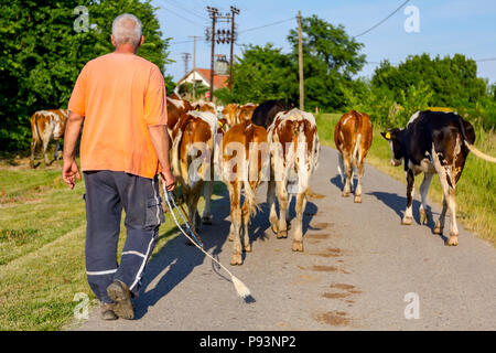 Deux bergers sont la conduite d'un troupeau de bêtes de vaches domestiques accueil à la grange après le pâturage sur la route d'asphalte dans le village. Banque D'Images