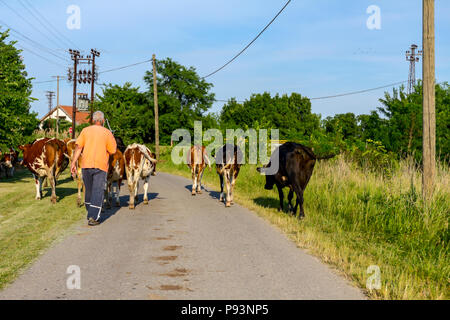 Deux bergers sont la conduite d'un troupeau de bêtes de vaches domestiques accueil à la grange après le pâturage sur la route d'asphalte dans le village. Banque D'Images