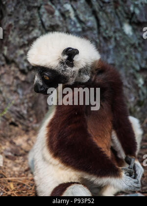 Lémuriens madagascar sifaka mongoose ringtailed Banque D'Images