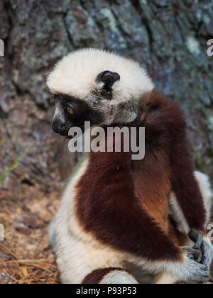 Lémuriens madagascar sifaka mongoose ringtailed Banque D'Images