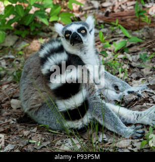 Lémuriens madagascar sifaka mongoose ringtailed Banque D'Images