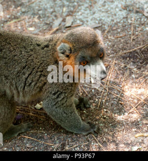 Lémuriens madagascar sifaka mongoose ringtailed Banque D'Images