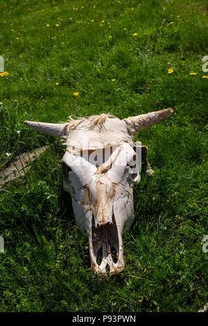 Les vaches à cornes crâne dans un pré en Pyrénées Catalanes, Espagne Banque D'Images