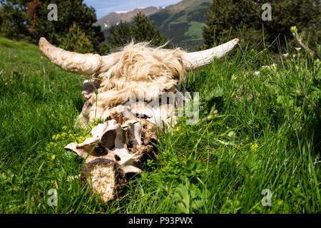 Les vaches à cornes crâne dans un pré en Pyrénées Catalanes, Espagne Banque D'Images