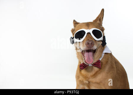 FASHION DOG portant un chapeau et des lunettes de soleil BLANC ISOLÉ SUR FOND BLANC AVEC L'exemplaire de l'espace. Banque D'Images