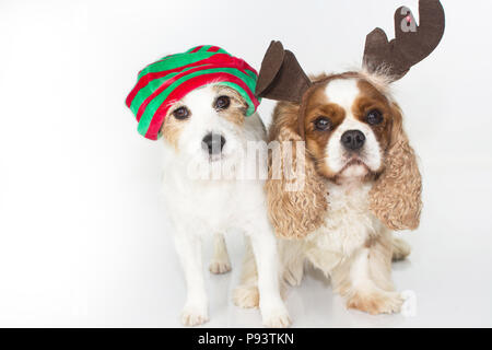 Drôle et MIGNON CUOUPLE DE CHIENS PORTANT UN NOËL VERT ET ROUGE ET REINDER HAT ISOLÉ SUR FOND BLANC Banque D'Images