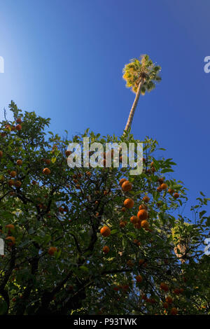 Jardín del Marqués de La Vega-Inclán, Alcázar de jardins, Sevilla, Andalousie, Espagne : orange et de palmiers Banque D'Images