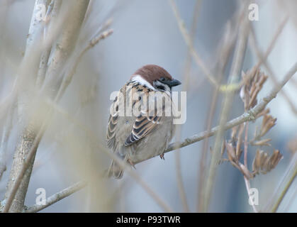 Sparrow assis sur le bush Banque D'Images