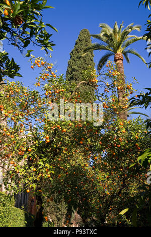 Jardín del Marqués de La Vega-Inclán, Alcázar de jardins, Sevilla, Andalousie, Espagne : orange, Palm et les cèdres Banque D'Images