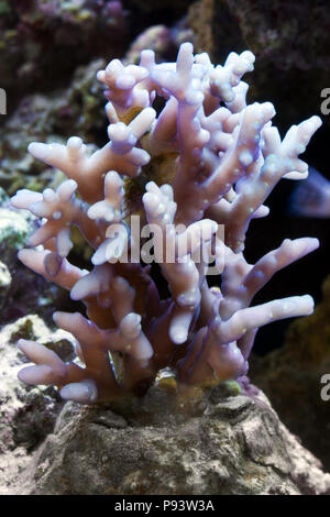 Amazing coral reef aquarium moment. Banque D'Images