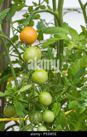 Tomates cerise sur la vigne à partir de mûrir Banque D'Images