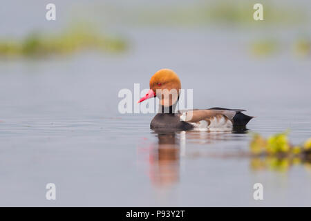 Red crested pochard canard à Purbasthali lake Burdwan Banque D'Images