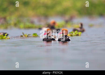 Red crested pochard canard à Purbasthali lake Burdwan Banque D'Images