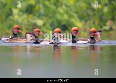 Red crested pochard canard à Purbasthali lake Burdwan Banque D'Images