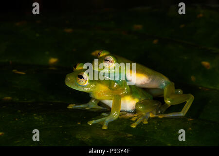 La faune du Panama avec des grenouilles de cochon, Teratohyla spinosa, la nuit dans la forêt tropicale de la réserve naturelle de Burbayar, République du Panama. Banque D'Images