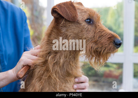 Vue rapprochée de la coupe le cou de l'Irish Terrier. Banque D'Images