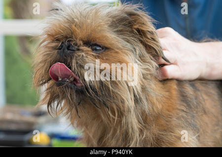 Coupe des chien Griffon de Bruxelles. Le chien a une adorable langue maternelle. Banque D'Images