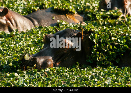 Hippopotame, Hippopotamus amphibious. Fleuve Zambèze. Mana Pools National Park. Zimbabwe Banque D'Images