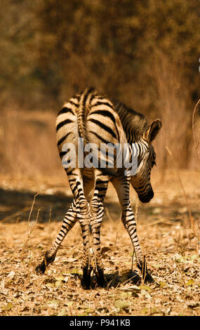 Bébé Zèbre, Equus quagga. Mana Pools National Park. Zimbabwe Banque D'Images
