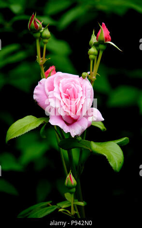 L'un rose et plusieurs boutons de rose devant un fond vert. Banque D'Images