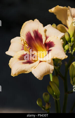 Belle fleur de l'hémérocalle hybride rose avec gros plan violet sur fond sombre Banque D'Images