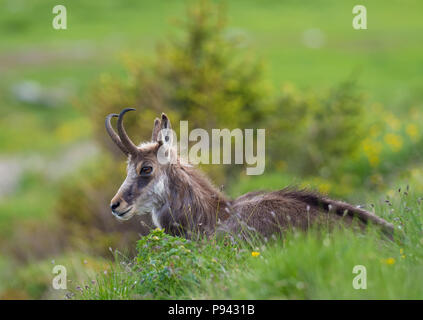 Chamois à Weissbad Banque D'Images